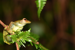 Zhangixalus prominanus