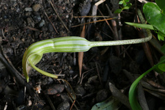 Arisarum vulgare
