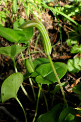 Arisarum vulgare
