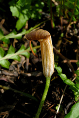 Arisarum vulgare