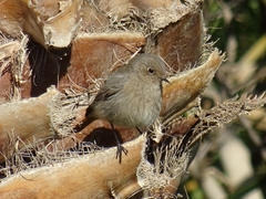 Phoenicurus ochruros