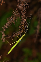 Anarchodes annulipes