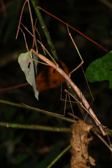 Phobaeticus serratipes