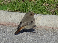 Phoenicurus ochruros