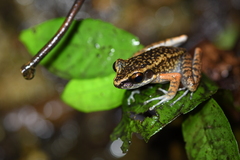 Pulchrana banjarana