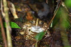 Fejervarya limnocharis