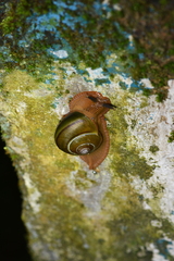Hemiplecta malaouyi