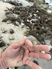 Bathygobius lacertus