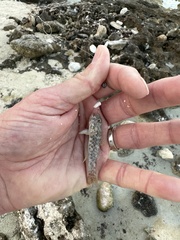 Bathygobius lacertus