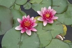 Nymphaea