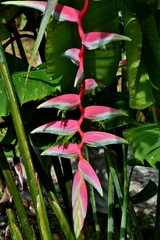 Heliconia chartacea