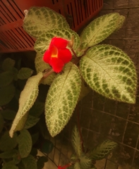 Episcia