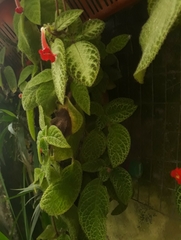 Episcia