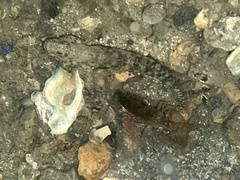 Alpheidae