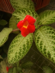 Episcia