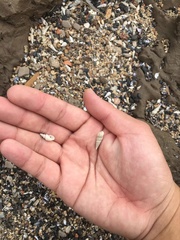 Semisulcospira erythrozona