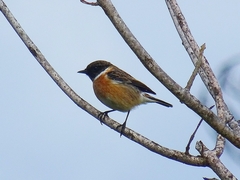 Saxicola rubicola