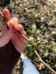 Rosa multiflora