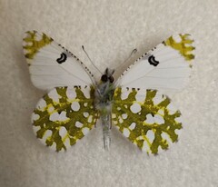 Euchloe ausonia