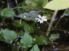 Stellaria nemorum