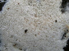 Trechispora hymenocystis
