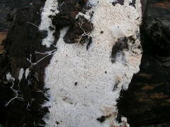 Trechispora hymenocystis