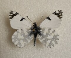 Euchloe ausonia