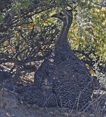 Eudromia elegans