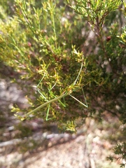 Macynia labiata