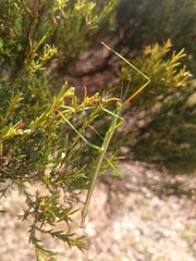 Macynia labiata