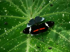Emesis glaucescens