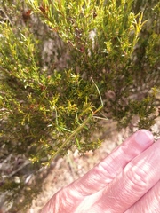 Macynia labiata