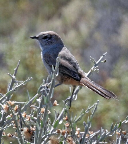 Patagonian Canastero (Pseudasthenes patagonica), photo 7