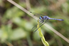 Micrathyria ungulata