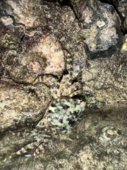 Grapsus albolineatus