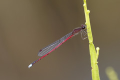 Oxyagrion simile