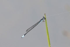Acanthagrion