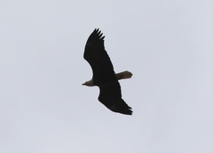 Haliaeetus leucocephalus