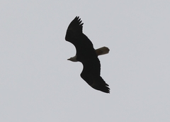 Haliaeetus leucocephalus