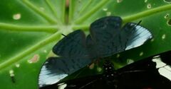 Emesis glaucescens