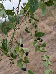 Phyllanthus reticulatus