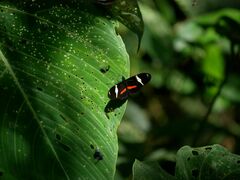 Heliconius clysonymus