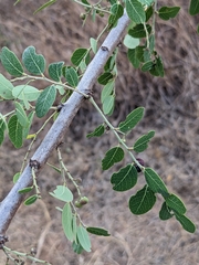 Phyllanthus reticulatus