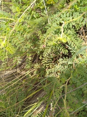 Indigofera oxytropis