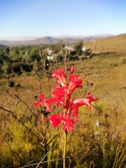 Tritoniopsis triticea