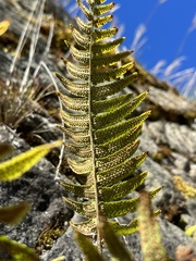 Dryopteris cycadina
