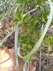 Diospyros lycioides