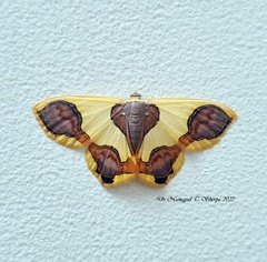 Plutodes subcaudata