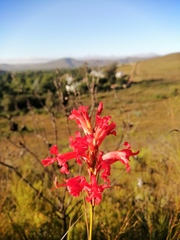 Tritoniopsis triticea