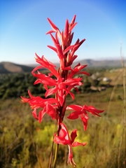 Tritoniopsis triticea